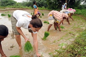 Manual rice transplanting by women’s work group (and 1 Wash U student). Andhra Pradesh, 2008.